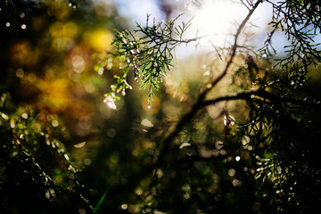 Autumn Nature Morning