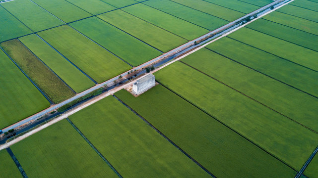 Paddy farm