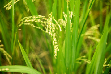 Fototapeta na wymiar Autumn rice field, paddy rice