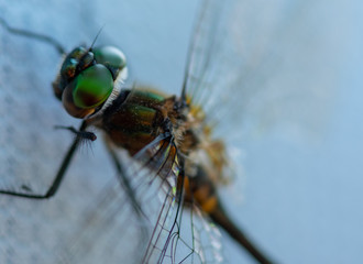 Detail of Dragonfly Eyes