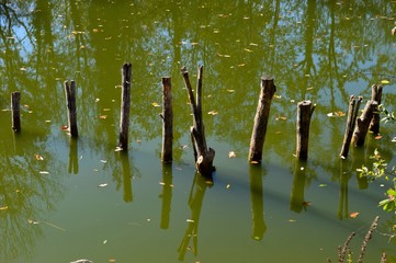 reflection in the lake
