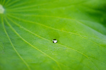 Lotus leaves with dew drops natural background