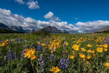 Yellow Daisies in Wildflower Field in Montana - obrazy, fototapety, plakaty