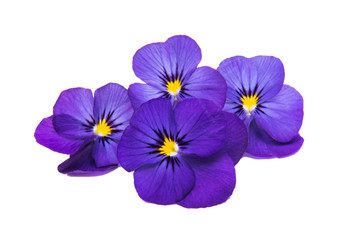 pansy isolated