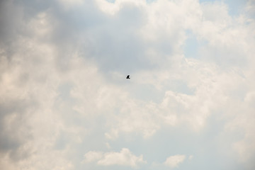 Sky with clouds and a small bird of pray