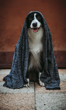 Border collie posing with her  jedi vest on