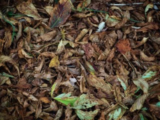 Fallen Leaves