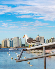 Punta del Este Port, Maldonado, Uruguay