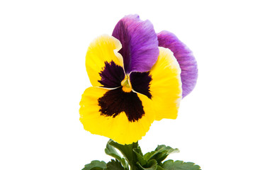 pansy isolated