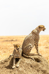 Pack of Cheetah