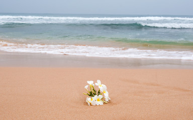 Fototapeta na wymiar frangipani flower on the sand