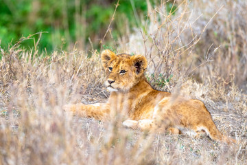 Obraz premium Lonely Lion Cub 