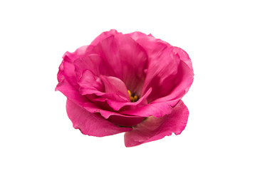 red eustoma isolated