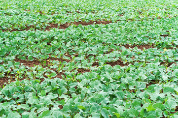 Rapeseed cultivation. The young shoots of the rape. The rapeseed plant.