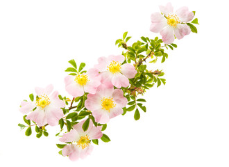 wild rose flower isolated