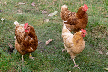 three chicken in the garden