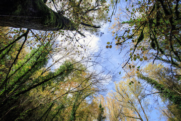 waterfalls of Trevi nel lazio. a Creek in the Woods in autumn 