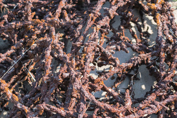 Detail of old rusty barbed wire as part of WW2 Atlantic wall remains near the Hague in the Netherlands. Abstract rusty metal or military background. 
