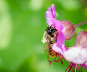 Macro photo of a honeybee with a pink flower in Devon, England. Green bokeh in the background.