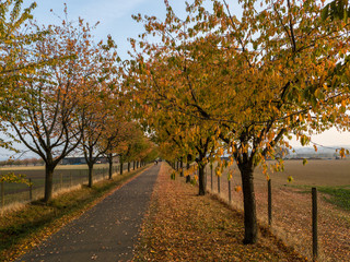 Naklejka premium Alley in autumn park with colorful foliage