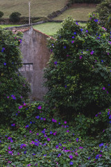 Abandoned farmhouse covered in morning glories 