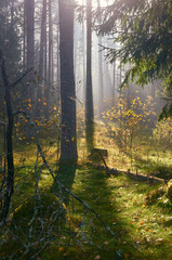 Autumn forest in the sunlight.