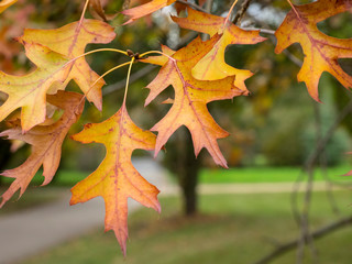 Fototapeta premium Feuilles aux lobes découpées aux couleurs d'automne de chêne des marais (Quercus palustris)