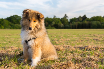 Adorable rough collie puppy sitting looking at the camera in a field. - obrazy, fototapety, plakaty