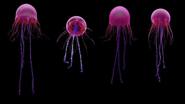 Jellyfish, high quality 4k animation assets. Seen from different perspectives.  The video is loopable, and contains the alpha channel. Version 02.