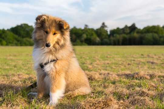 Adorable rough collie puppy sitting looking at the camera in a field.