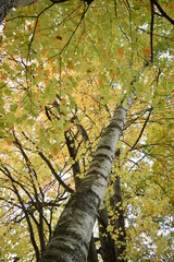 Birch Trees in Fall