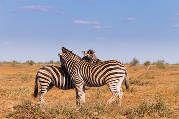 Fototapeta na wymiar Couple of zebras from Kruger National Park, equus quagga