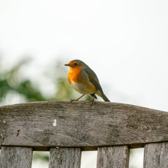 robin on branch