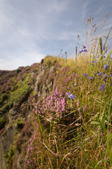 Obraz premium Pink heather and field flowers blossoming in the meadows of England