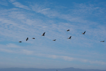 flock of pelicans flying over the pacific ocean