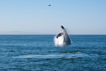 Humpback whale breaching