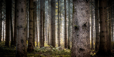 Dichte große Bäume im Wald mit Sonneneinstrahlung im Herbst