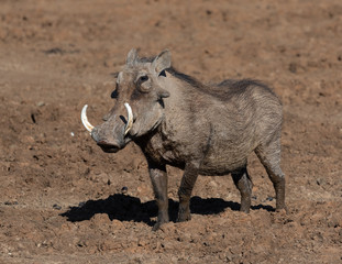 warthog with big teeth walking in the Mokala National Park in South Africa