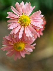 Obraz premium OLYMPUS DIGITAL CAMERA