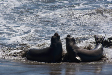 Sea lions on the california coast