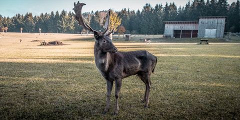Großer brauner  Hirsch mit Geweih auf einer Wiese mit Dammwild