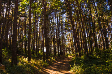 sentier dans le forêt