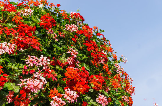 A huge bush of geranium planted in pots on a pole.The decoration of the city.Gardening