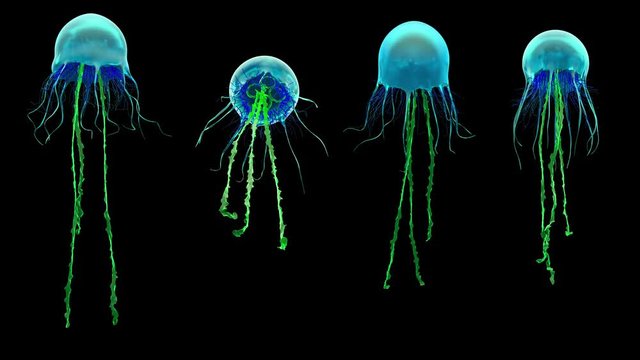 Jellyfish, high quality 4k animation assets. Seen from different perspectives.  The video is loopable, and contains the alpha channel. Version 03