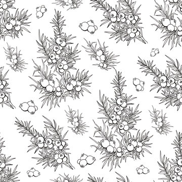 juniper. berries and branches. pattern with plants. evergreen. pattern with juniper. Use for background, wallpaper, cards, invitations, fabric.
