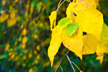 Autumn image: colorful leaves
