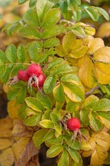Owoce dzikiej róży na gałązkach z kolorowymi liśćmi, zdrowe i bogate w witaminę C