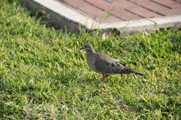 Ave en el c&eacute;sped