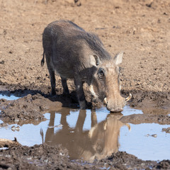 warthog at waterhole with its reflection in the water