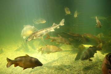 Unterwasserwelt